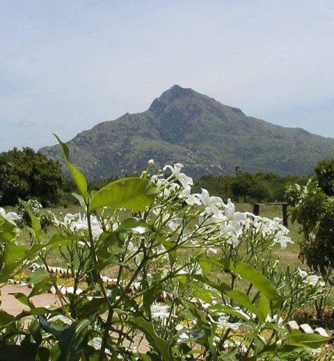 arunachala flowers