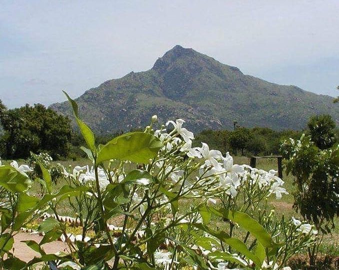 arunachala flowers