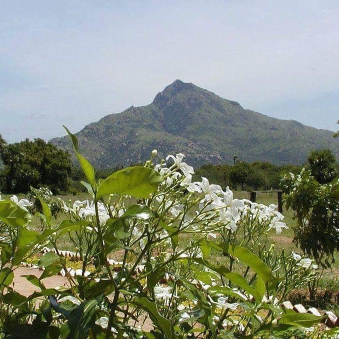 arunachala flowers