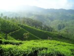 India tea plantation in Assam, Darjeeling, and other areas