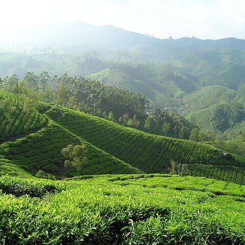 India tea plantation in Assam, Darjeeling, and other areas