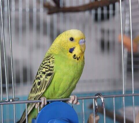 canary bird in cage